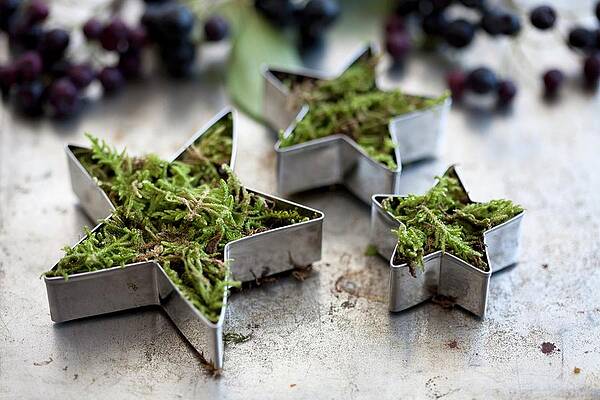 Star-shaped Cookie Cutters Filled With Moss #1 Print