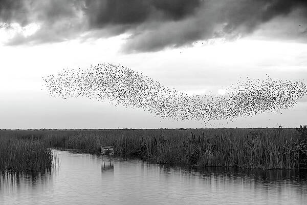 North America Wall Art featuring the digital art Starlings Murmuring Over The Everglades #1 by Laura Diez