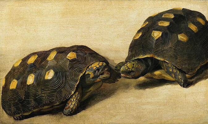 Study of Two Brazilian Tortoises Painting