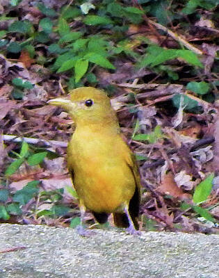 Wall Art featuring the photograph Summer Tanager II #1 by Karen Stansberry