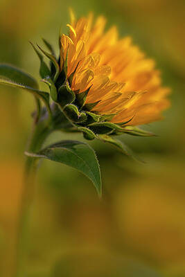 Flower Photograph - SunFlower Field #1 by Susan Candelario