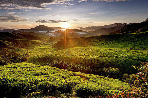 Atmospheric Wall Art featuring the digital art Sunrise Above The Tea Plantations Of #1 by Reinhard Schmid