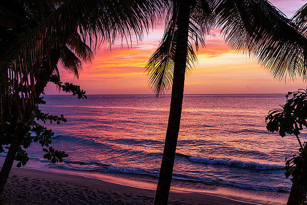 Sunset, Coconut Trees On The Beach, Cocos Nucifera, Tobago, West Indies, Caribbean #1 Print