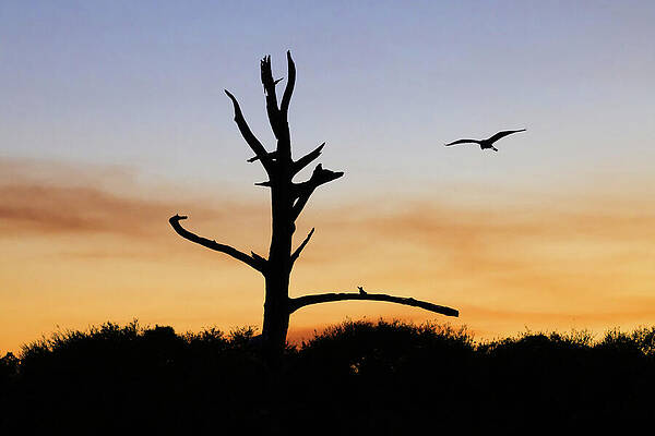 Florida Wall Art featuring the digital art Tree Stump At Nature Reserve At Sunset by Laura Diez