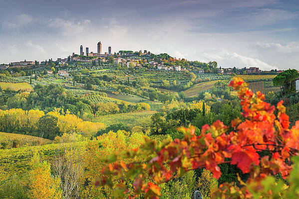 Wine Wall Art featuring the digital art Tuscany, View Of San Gimignano, Italy #1 by Stefano Coltelli