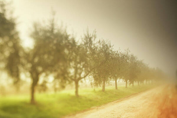 Foggy Wall Art featuring the digital art Umbria, Foggy Morning Italy #1 by Maurizio Rellini