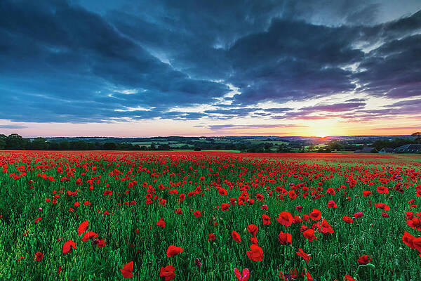 Impressive Wall Art featuring the digital art United Kingdom, England, Gloucestershire, Great Britain, Cotswolds, British Isles, Lower Slaughter, Poppy Fields Near Lower Slaughter At Sunset In The Cotswolds #1 by Maurizio Rellini