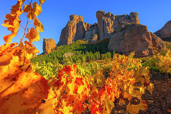 Vibrant Autumn Vineyard and Rocky Cliffs Wall Art