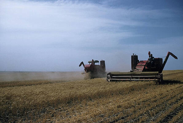 Wall Art featuring the photograph Wheat Harvest In Kansas #1 by Michael Ochs Archives
