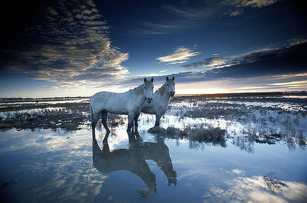 Horses Standing in a Reflective Swamp Wall Art