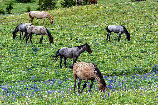 Wyoming Photograph - Wild Mustang Band #2 by Douglas Wielfaert