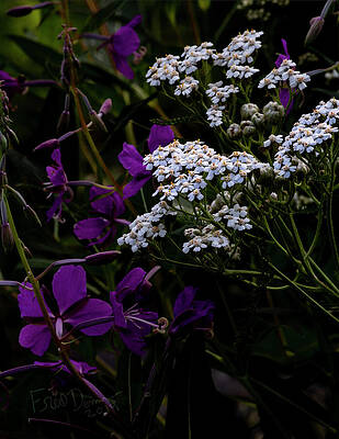 Wall Art featuring the photograph Yarrow #2 by Fred Denner