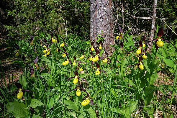 Yellow Wall Art featuring the digital art Yellow Ladys Slipper Orchid Cypripedium #1 by Hans-peter Huber