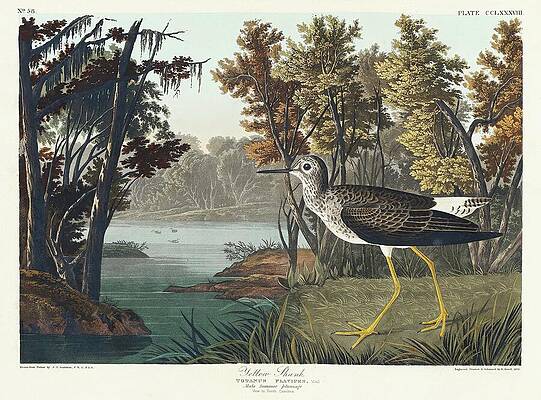 Yellow Wall Art featuring the painting Yellow Shank Male Summer Plummage View In South Carolina by John James Audubon