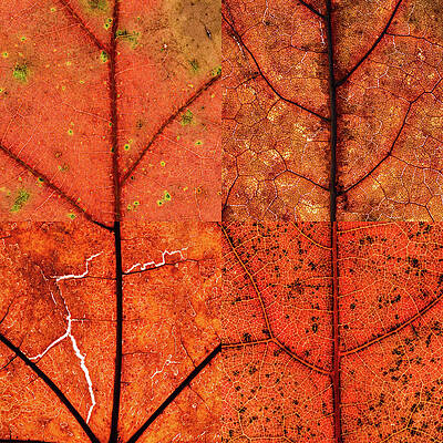 Toronto Photograph - Swatches - Autumn Leaves Inspired By Gerhard Richter #11 by Shankar Adiseshan