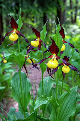 Yellow Wall Art featuring the digital art Yellow Ladys Slipper Orchid Cypripedium #10 by Hans-peter Huber