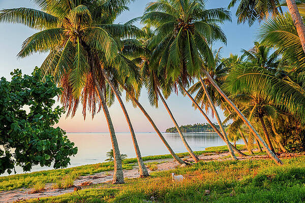 Paradise Wall Art featuring the digital art Cook Islands, Aitutaki, South Seas #11 by Reinhard Schmid