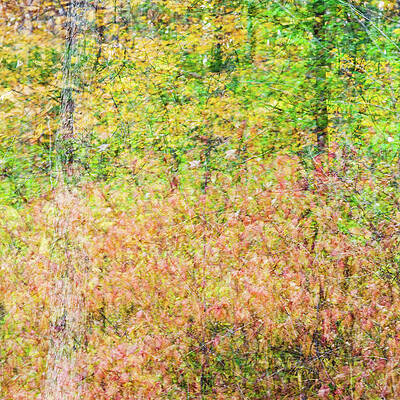 Abstract Wall Art featuring the photograph Fall Colors - Abstract Nature #12 by Shankar Adiseshan