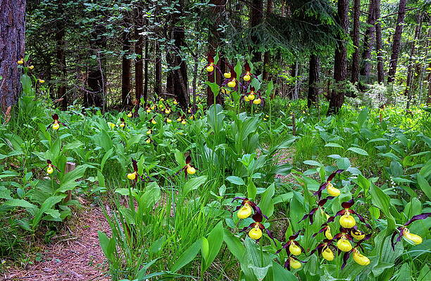 Yellow Wall Art featuring the digital art Yellow Ladys Slipper Orchid Cypripedium #11 by Hans-peter Huber