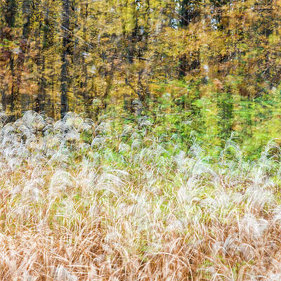 Abstract Wall Art featuring the photograph Fall Colors - Abstract Nature #13 by Shankar Adiseshan