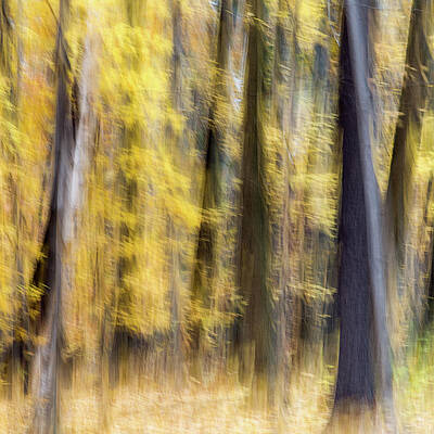 Abstract Wall Art featuring the photograph Fall Colors - Abstract Nature #15 by Shankar Adiseshan