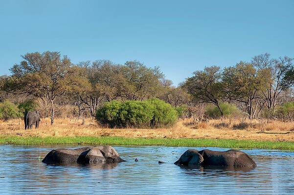 Elephant Wall Art featuring the digital art African Elephant In Botswana #15 by Jacana Stock