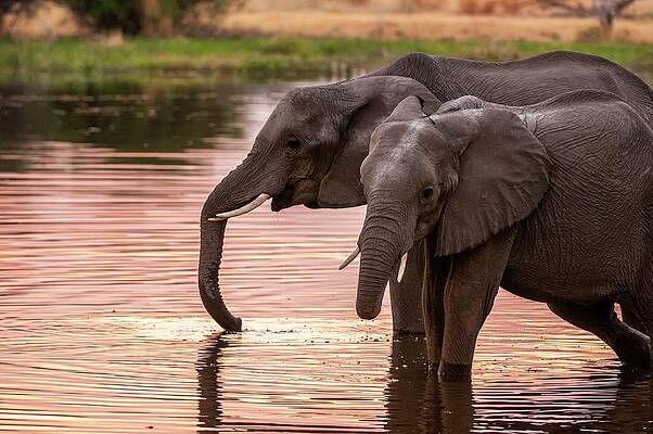 Elephant Wall Art featuring the digital art African Elephant In Botswana #16 by Jacana Stock