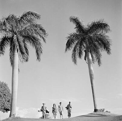 Golfers Walking Under Palm Trees Wall Art