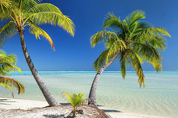 Tropical Paradise with Palm Trees Wall Art