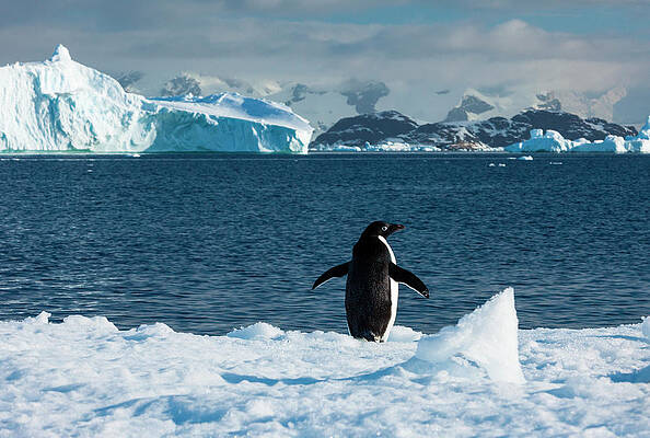 Penguin on Antarctic Ice Wall Art