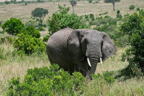 Elephant Wall Art featuring the digital art African Elephant #2 by Jacana Stock