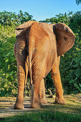 Elephant Wall Art featuring the digital art African Elephant, Miami Zoo, Fl #2 by Laura Zeid