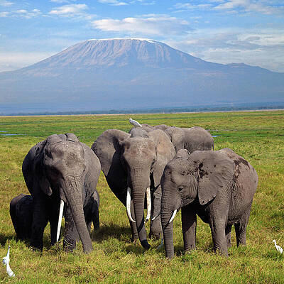 Elephant Wall Art featuring the digital art African Elephants #2 by Hp Huber