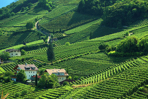 Wine Wall Art featuring the digital art Alps, Wine Road, Vineyards, Italy #2 by Franco Cogoli