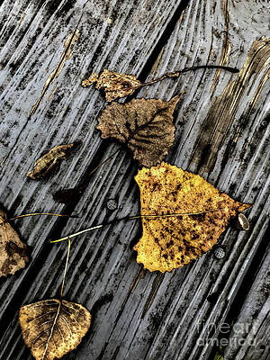 Summer Photograph - Autumn #2 by William Norton