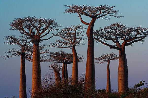 Baobab Trees at Sunset Wall Art