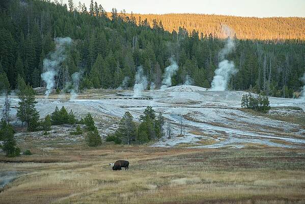 National Parks Wall Art featuring the digital art Bison Grazing, Yellowstone Np, Wy #2 by Heeb Photos