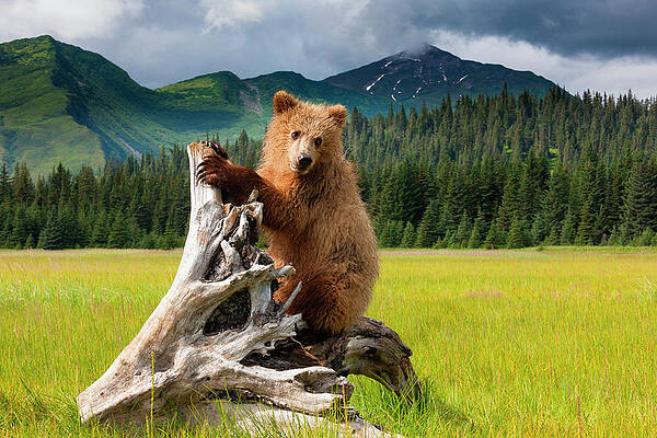 Art Wolfe Wall Art - Photos.com