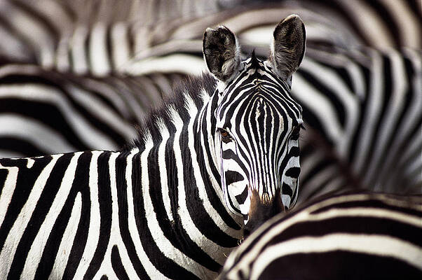 Wall Art featuring the photograph Burchells Zebras Equus Burchelli #2 by Art Wolfe
