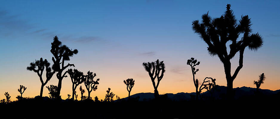 Wall Art featuring the digital art California, Joshua Tree National Park #2 by Massimo Ripani