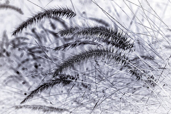 Fountain Wall Art featuring the digital art Closeup Of Fountain Grass #2 by Laura Diez