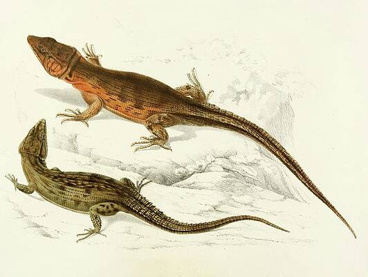 Reptile Painting - Cordylus Microlepidotus by Sir Andrew Smith