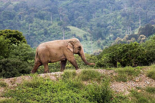 Elephant Wall Art featuring the digital art Elephant #2 by Gavin Gough