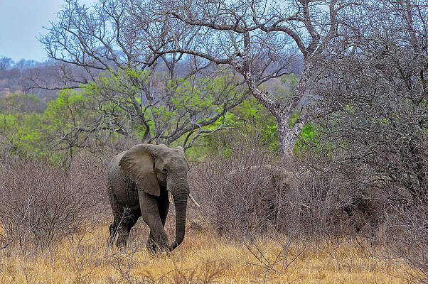 Elephant Wall Art featuring the digital art Elephant #2 by Heeb Photos