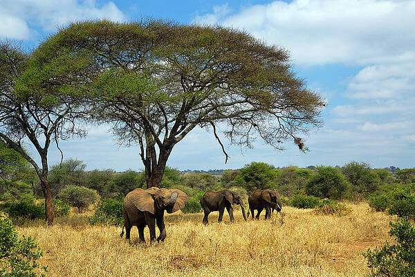 Elephant Wall Art featuring the digital art Elephants #2 by Hp Huber