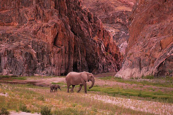 Elephant Wall Art featuring the digital art Elephants, Kunene Region, Namibia #2 by Heeb Photos