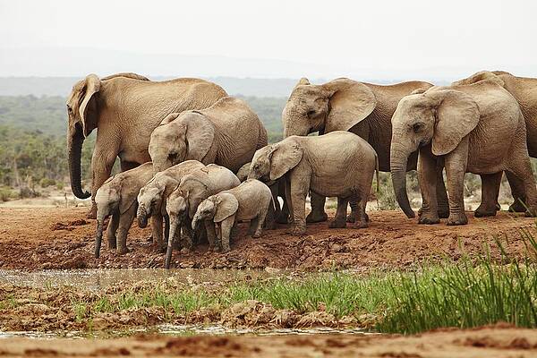 Elephant Wall Art featuring the digital art Elephants, South Africa #2 by Richard Taylor