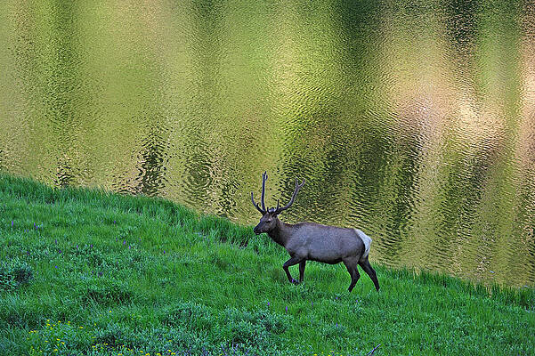 Wall Art featuring the digital art Elk #2 by Heeb Photos