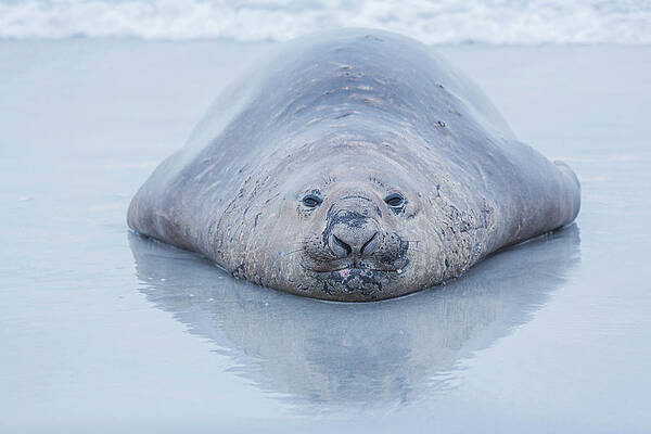 Elephant Wall Art featuring the digital art Falkland Islands, Southern Elephant Seal (mirounga Leonina) On Sea Lion Island, Atlantic #2 by Marco Simoni