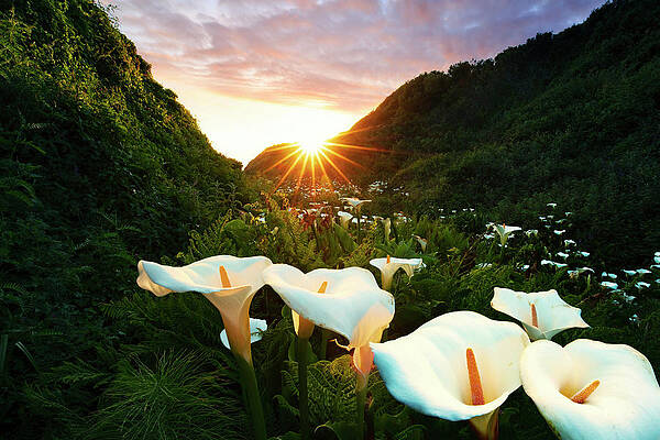 Travel Digital Art - Field With Calla Lilly Flowers #2 by Maurizio Rellini